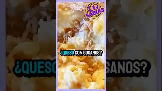 QUESO CON GUSANOS O GUSANOS CON QUESO [upl. by Atteiluj]