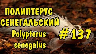 137 ПОЛИПТЕРУС СЕНЕГАЛЬСКИЙ Polypterus senegalus Содержание как разводить и чем кормить [upl. by Naesad498]