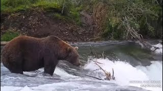 Katmai Brooks Falls Cam Bear 503 moves away when bear 747 arrives 09 202023 Exploreorg [upl. by Tolkan357]