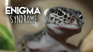 Enigma Syndrome  Leopard Geckos [upl. by Mercedes762]