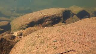 Drifting McCarrs Creek Kuringgai Chase National Park Sydney [upl. by Ati]