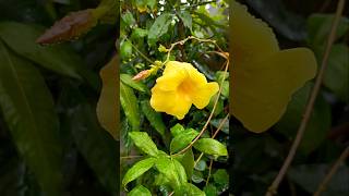 Allamanda  Flowers  Plants mygarden shorts [upl. by Guerin]