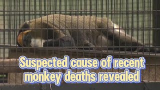 TVB News  18 Oct 2024  MONKEY [upl. by Petulah]