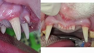 Feline tooth resorption on canines severe root resorption [upl. by Mlawsky350]