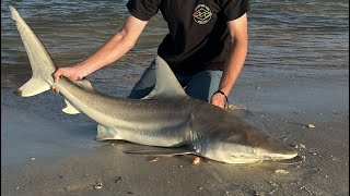 5ft spinner shark caught off the beach [upl. by Akinihs]