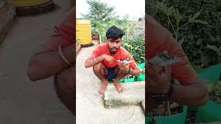 SHO the mirchi 🤣😂 shorts funnyshorts themirchi youtubeshorts shortfeed [upl. by Aicssej]