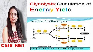 Glycolysis  Energy yield  ATP production  Biochemistry  CSIR UGC NET [upl. by Reinaldos]