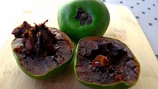 How to open and eat Black Sapote Cocolate Pudding Fruit [upl. by Land]