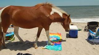 Assateague Island Pony Mischief [upl. by Hak]