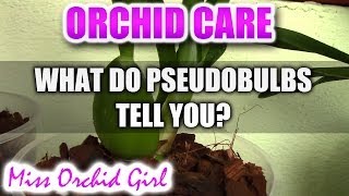 What is your Orchid telling you  Orchid pseudobulbs [upl. by Landing]