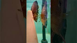 Малеча пантер підростає  discus  cichlid  tropicalfish [upl. by Bouton]