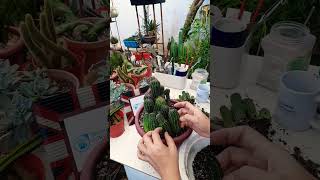 Succulent plant succulents plants cactus propagation homegarden tips care [upl. by Sivia311]