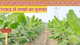 केला की खेती लाखो की कमाईरिकार्डतोड उत्पादनlatest video viral farming trending agriculture ✨️ [upl. by Aerdnuahs]