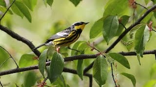 Bird Watching Spring Warblers in Central Park New York City [upl. by Atteuqaj]