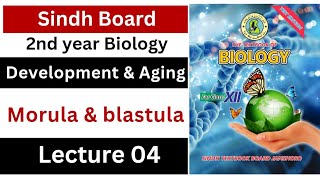 morula and blastula  development and aging  class 12 biology Sindh board New book [upl. by Ardath366]