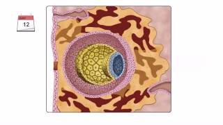 General Embryology  Detailed Animation On Second Week Of Development [upl. by Levina]