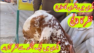 Listeriosis in Goat  Dr Mohsin [upl. by Tricia]