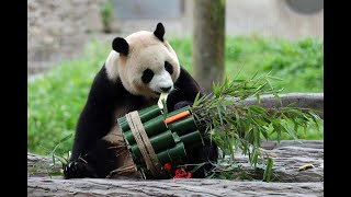 Giant panda star Fu Bao greets the public in Chinas Sichuan [upl. by Tolley]