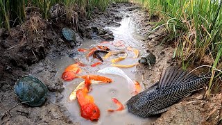 Unbelievable Fishing At Rice Fields Turtle Koi Blood Parrot Giant Oranda Goldfish Suckermouth Betta [upl. by Ahsinert]