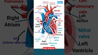 Heart Anatomy ♥️l Great Artery and vein of heart Heartvalve heartchamber shorts [upl. by Ahsitan]