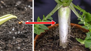 Daikon Radish Growing From Seed Time Lapse 60 Days [upl. by Alfons]