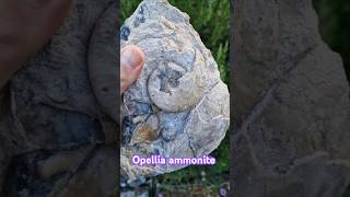 Opellia ammonite fossil from the truelli bed of Burton Bradstock Inferior oolite [upl. by Debee]