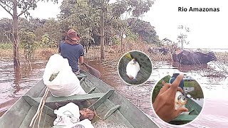 PESCARIA NO IGAPÓ DO RIO AMAZONAS 😱 ESSA VAI PRA HISTÓRIA ✍️ [upl. by Haelam]