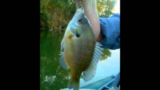 How to catch amp release a Bluegill [upl. by Toney]