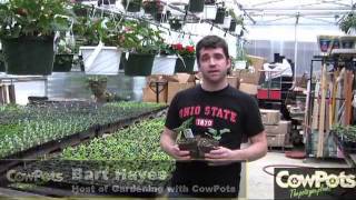 Gardening with CowPots 11planting your pot [upl. by Oxford]