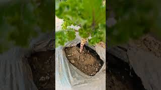 Lettuce plants at Agricultural field GalgotiasUniversity1 Greater Noida [upl. by Ingram986]