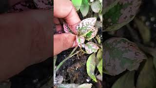 How to propagate Polka Dot Plant shorts [upl. by Gwyn]