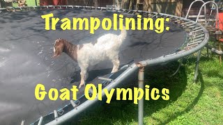 Trampolining Goat Olympics [upl. by Lohrman864]