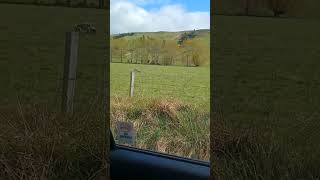 Innocence sheep nature farm farming mountains countryside shorts shortvideo shortvideos [upl. by Leuqer986]