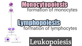 Lymphopoiesis and Monocytopoiesis ll leukopoiesis ll chapter10 ll hematology [upl. by Airdnat]