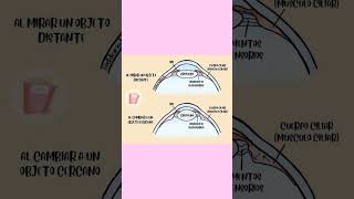 Histologia del ojo [upl. by Annis]