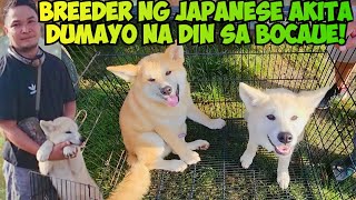 9 JAPANESE AKITA PUPPIES MERON SI BREEDER BOCAUE PET TIANGGEAN UPDATE [upl. by Rhody]