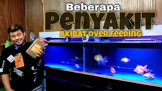 OVER FEEDING ikan mas koki  INI AKIBATNYA ❗❗❗ [upl. by Daukas]