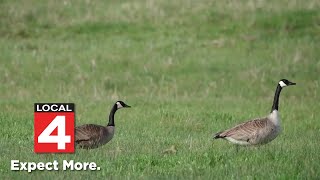 Why Michigan is now KILLING Canadian geese [upl. by Hadwin]