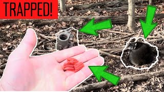 How to Trap a Raccoon for Beginners  Dog Proof DP Traps for Coons S2 I EP1 [upl. by Brittney]