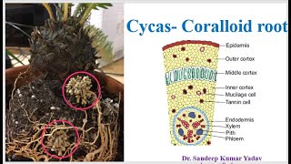 Cycas Coralloid root [upl. by Annairam724]