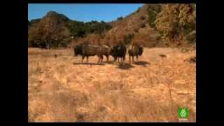 Lobos gigantes documental quotESPAÑOLquot 1ra parte [upl. by Ube]