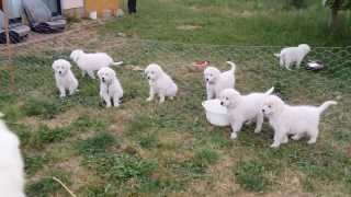 Maremma Pups  Barking [upl. by Letizia593]