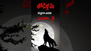 Why Wolf cant be a pet  trending youtubeshorts curiousmindtelugu viral wolf dog health [upl. by Eentroc]