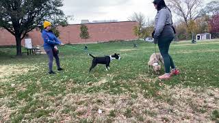 Catherine amp Maryland leash test [upl. by Leagiba530]