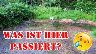 ALLE FISCHE TOT  Fischteich Vlog [upl. by Lareine]