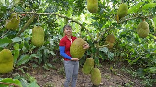 Harvest Giant Ripe Jack fruit goes to market sell Cook jackfruit sticky rice  Anh Free Bushcraft [upl. by Hammel]