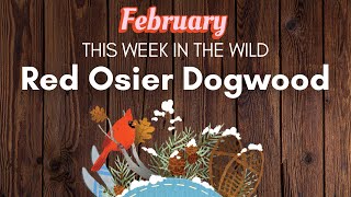 Red Osier Dogwood  February 2023  This Week in the Wild  S3E12 [upl. by Acirea361]