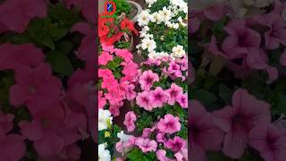 Easy way to Grow Petunias from seed shorts flowergarden [upl. by Halilad222]