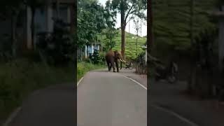 Lucky escape od bike rider everyone elephant elepha [upl. by Je10]