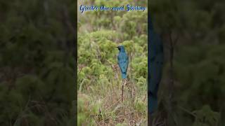 Blue Eared Starling amp Grévys zebra birds wildlife birdphotography animals [upl. by Taam]